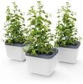 GUSTA GARDEN Herbs Buddy - Selbstbew&auml;sserungstopf & Kr&auml;utertopf f&uuml;r K&uuml;che &