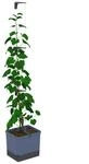 GUSTA GARDEN Curt Cucumber - Selbstbew&auml;ssernder Gurkentopf mit Ranksystem, 20L