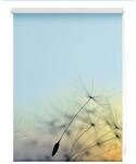 Lichtblick Klemmfix Tageslicht-Rollo mit Motiv, ohne Bohren, Blickdicht,
