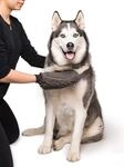 DGS Dirty Dog Grooming Mitt L: 25 cm B: 18 cm H: 2 cm grau
