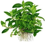 Tropica 1-2-GROW! Staurogyne repens - In-Vitro Aquariumpflanze