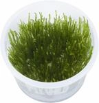 Taxiphyllum 'Spiky' - Spiky Moss - 1-2-GROW! (in vitro) - Live aquarium plant