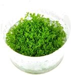 Hemianthus callitrichoides 'Cuba' 1-2-GROW!