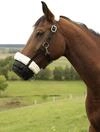 Covalliero Maulkorb Teddyfleece, Fressbremse, Webpelz, schwarz, Full, Pferd, mehrfach