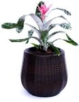 Elegant Einrichten Pflanzk&uuml;bel Polyrattan D52xH44cm Coffee braun.