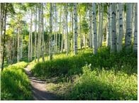 WallArena - Vlies Fototapete Wald Landschaft 150x105 cm - Fototapeten - Tapeten -