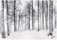 WallArena - Vlies Fototapete Wald Landschaft 350x250 cm - Fototapeten - Tapeten...