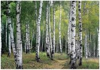 WallArena - Vlies Fototapete Birken Wald 200x140 cm - Fototapeten - Tapeten - f&uuml;r