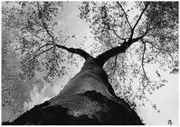 WallArena - Vlies Fototapete Baum 400x280 cm - Fototapeten - Tapeten - f&uuml;r