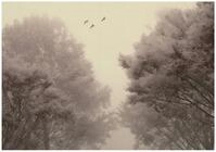 WallArena Vlies Fototapete - Wald - 350x250 cm - Fototapeten - Tapeten - f&uuml;r