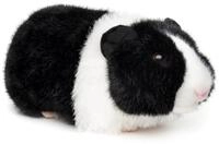 Uni-Toys - Meerschweinchen (schwarz-wei&szlig;) - 21 cm (L&auml;nge) - Pl&uuml;schtier,