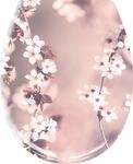 Kleine Wolke WC-Sitz Blossom Nelke 37x 45 cm