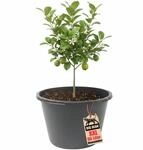 BigDean Blumenk&uuml;bel XXL 90 Liter 43cm hoch 63cm Durchmesser Made in Europe