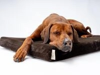 TrendPet VitaMedog - Viskoelastische Matratze Hundebett f&uuml;r Hunde braun...