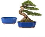 Jinfa 2er Set Bonsai Schalen Keramik (oval, 15 x 11,5 x 5,5 cm) &ndash; Blau-Glasur...
