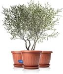 BigDean 3X Blumentopf mit Untersetzer rund &oslash;50xH38 cm Terracotta | wetterfester