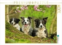 Puzzle &middot; Bordercollie Familie | 1000 Teile &middot; Lege-Gr&ouml;&szlig;e 64 &times; 48 cm &middot; CALVENDO