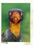 Puzzle &middot; Auge in Auge mit dem K&ouml;nigsgeier &ndash; Wildes Costa Rica | Ein seltenes
