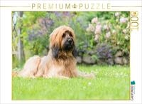 Puzzle &middot; Briard-Portrait | Posen f&uuml;r die Fotografin &middot; 1000 Teile &middot; Lege-Gr&ouml;&szlig;e