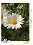 Puzzle &middot; margeriten bl&uuml;te | 1000 Teile &middot; Lege-Gr&ouml;&szlig;e 64 &times; 48 cm &middot; CALVENDO