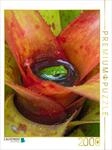 Puzzle &middot; Bromelien - Lebensraum f&uuml;r Fr&ouml;sche | 2000 Teile &middot; Lege-Gr&ouml;&szlig;e 90...