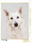 Puzzle &middot; Berger Blanc Suisse | 1000 Teile &middot; Lege-Gr&ouml;&szlig;e 64 &times; 48 cm &middot;...