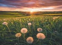 Ravensburger Puzzle - Pusteblumen im Sonnenuntergang - Nature Edition 500 Teile