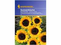 Bruno Nebelung Sonnenblume 'Schnittwunder',1 Portion