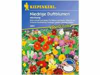 Kiepenkerl Niedriger Duftblumen-Mix Saatscheiben,5 Stück