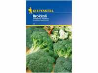 Gemüsesamen - Brokkoli Calabrese natalino von Kiepenkerl