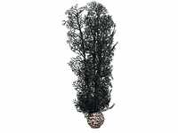 biOrb 46097 Hornkoralle M schwarz – elegante, naturnahe Koralle aus Kunststoff 