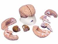 3B Scientific Menschliche Anatomie - Gehirnmodell, 8-teilig + kostenlose Anatomie App