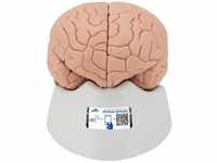 3B Scientific Menschliche Anatomie - Gehirnmodell, 4-teilig + kostenlose Anatomie App