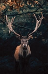 B&Ouml;NNINGHOFF Bild HIRSCH 78 x 118 cm