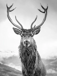 B&Ouml;NNINGHOFF Kunstdruck auf Keilrahmen HIRSCH 46X61cm
