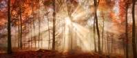 B&Ouml;NNINGHOFF Kunstdruck auf Keilrahmen HERBSTWALD 140x60cm