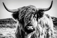 B&Ouml;NNINGHOFF Bild HIGHLANDER 90 x 60 cm