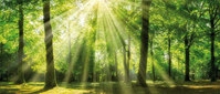 B&Ouml;NNINGHOFF Bild GR&Uuml;NER WALD 140 x 60 cm