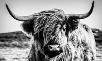B&Ouml;NNINGHOFF Bild HIGHLANDER 150 x 90 cm