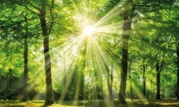 B&Ouml;NNINGHOFF Bild GR&Uuml;NER WALD 150 x 90 cm