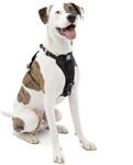 Kurgo TRU-Fit Leine, Halsband Hund, No Pull Hundegeschirr, Frontclipfunktion f&uuml;r