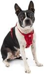 Kurgo Tru-Fit Hundegeschirr, Crash-Test-erprobtes Auto-Sicherheitsgurt, F&uuml;r Hunde