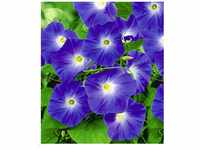 BALDUR Garten Trichterwinde 'Blue Hardy', 1 Pflanze, Ipomoea indica,...