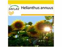 SAFLAX - Anzucht Set - Sonnenblumen Titan - 20 Samen - Mit Mini-Gewächshaus,