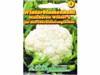 Blumenkohl Walcheren Winter 5 (Portion)
