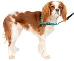 PetSafe Easy Walk Deluxe Anti-Zieh-Geschirr, Verringert W&uuml;rgen und Husten, Mit