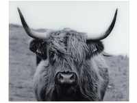 WENKO Glasrückwand Highland Cattle, Spritzschutz für Herd oder Spüle, Wandblende