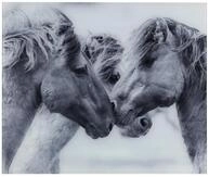 WENKO Glasr&uuml;ckwand Horses, Spritzschutz f&uuml;r Herd oder Sp&uuml;le, Wandblende mit