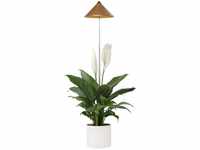 Parus by Venso SUNLiTE 7W LED Vollspektrum Pflanzenlampe kupfer, Indoor Plants