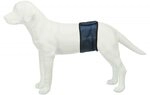 Trixie Bauchband f&uuml;r m&auml;nnliche Hunde, L: 55-65 cm